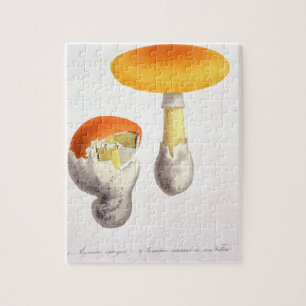 Puzzle Amanita Caesaria de "Phytographie Medicale" por J