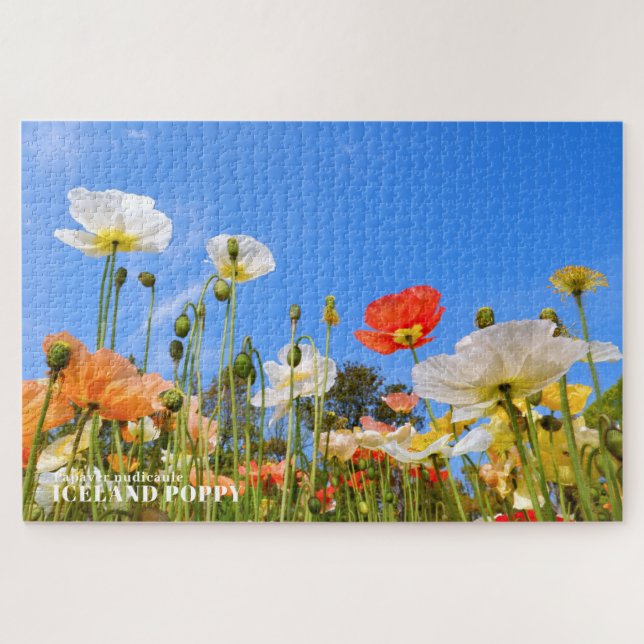Puzzle Amapola de Islandia (Horizontal)