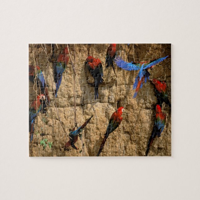 Puzzle América del Sur, Perú, Parque Nacional Manu, (Horizontal)