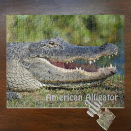 Puzzle American Alligator Wildlife Photography