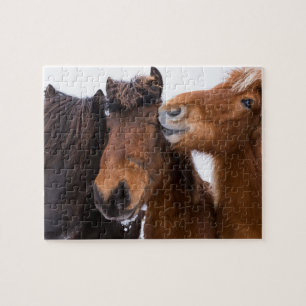 Puzzle Amigos del caballo islandés, Islandia