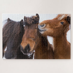 Puzzle Amigos islandeses del caballo, Islandia