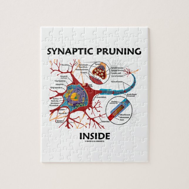 Puzzle Amortiguamiento sináptico dentro de la neurona Sin (Vertical)