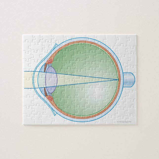 Puzzle Anatomía de los ojos (Horizontal)