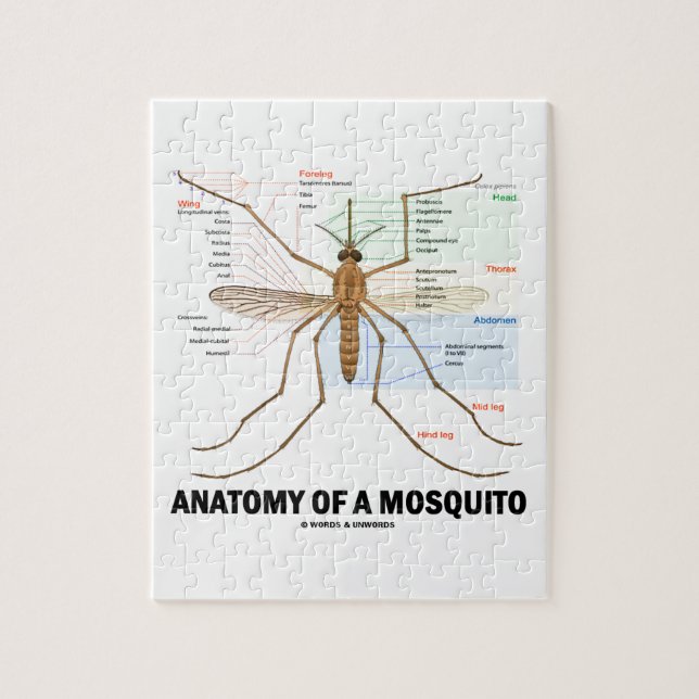 Puzzle Anatomía de un mosquito (entomología) (Vertical)