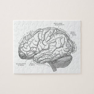 Puzzle Anatomía del cerebro del vintage