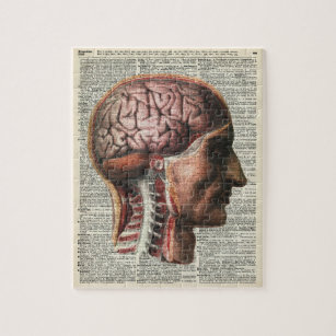 Puzzle Anatomía del cerebro humano