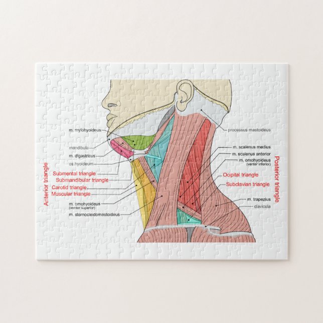 Puzzle Anatomía del cuello de los triángulos anteriores p (Horizontal)