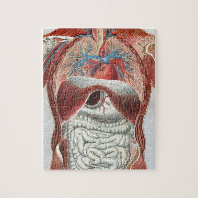 Puzzle Anatomía del cuerpo humano (Vertical)
