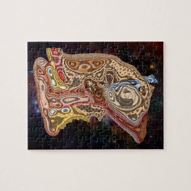 PUZZLE ANATOMÍA DEL OÍDO ARTÍSTICO (Horizontal)