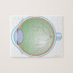 Puzzle Anatomía del ojo humano