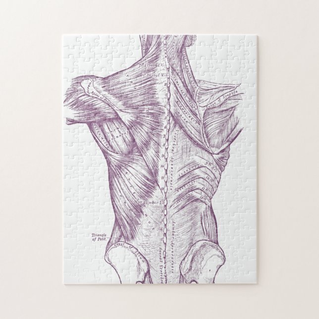 Puzzle Anatomía del vintage que dibuja los músculos (Vertical)