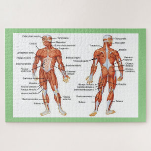 Puzzle Anatomía humana
