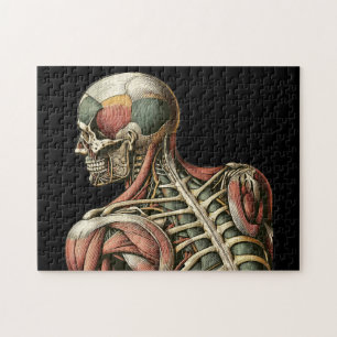 Puzzle Anatomía humana masculina esquelética Arte médico
