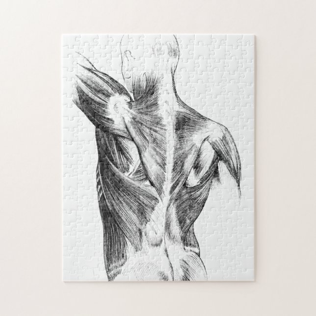 Puzzle Anatomía vintage | Músculos de espalda (alrededor  (Vertical)