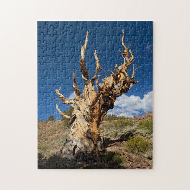 Puzzle Anciano Bristlecone (Vertical)