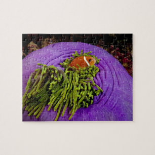 Puzzle Anemonefish y anémona grande