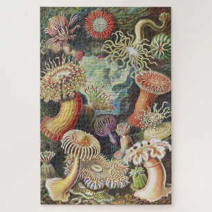 Puzzle Anemones marinos, Actiniae Seanemonen Ernst Haecke