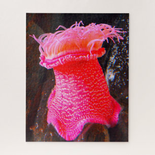 Puzzle Anemonías marinas