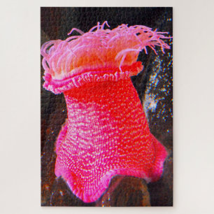 Puzzle Anemonías marinas