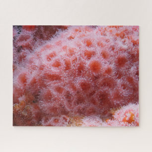 Puzzle Anenoma marino, rosa pastel