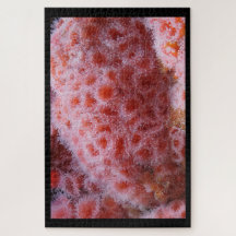 Anenoma marino, rosa pastel