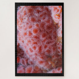 Puzzle Anenoma marino, rosa pastel