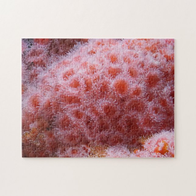 Puzzle Anenoma marino, rosa pastel (Horizontal)
