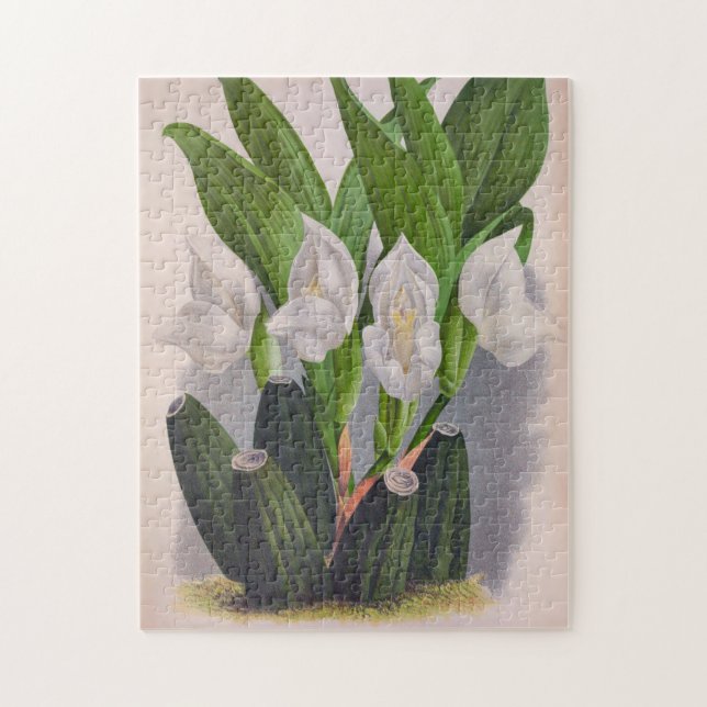 Puzzle Anguloa Uniflora Lindenia (Vertical)