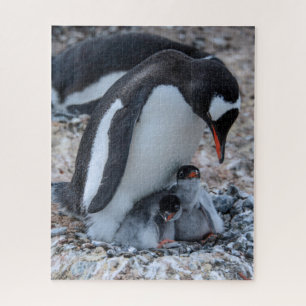 Puzzle Anidando pingüino y chicles en hielo