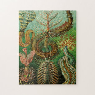 Puzzle Anílidos de Ernst Haeckel