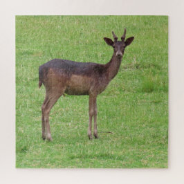 Puzzle animal, ciervo, naturaleza, vida silvestre, salvaj