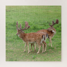 animal, ciervo, naturaleza, vida silvestre, silves