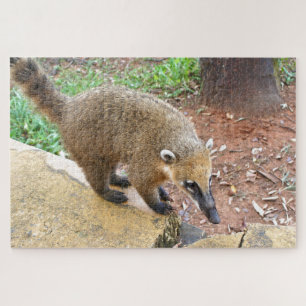 Puzzle Animal coatimundi sudamericano, Argentina