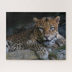 Puzzle Animal Jaguar Gato Montés