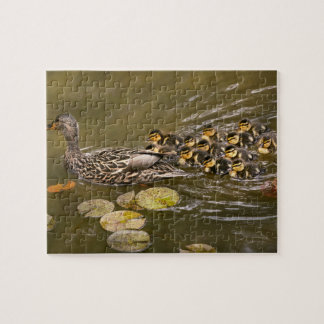 Puzzle Animal - Patos - Nadar como un pato