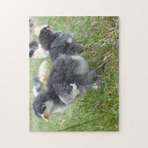 Puzzle animal, pollito, pollo, granja, lindo, ave, bebé,