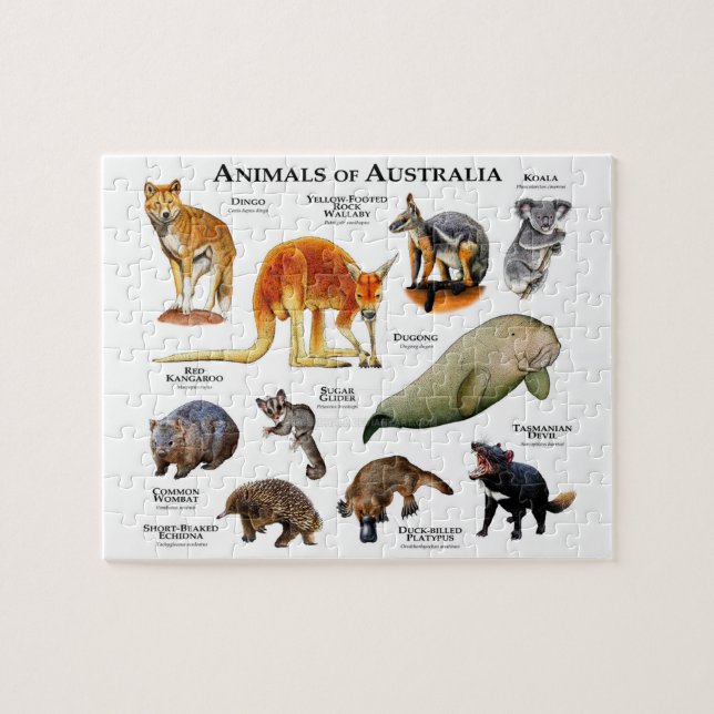 Puzzle Animales de Australia (Horizontal)