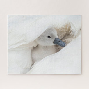 Puzzle Animales de bebé más afectados   Baby Mute Swan