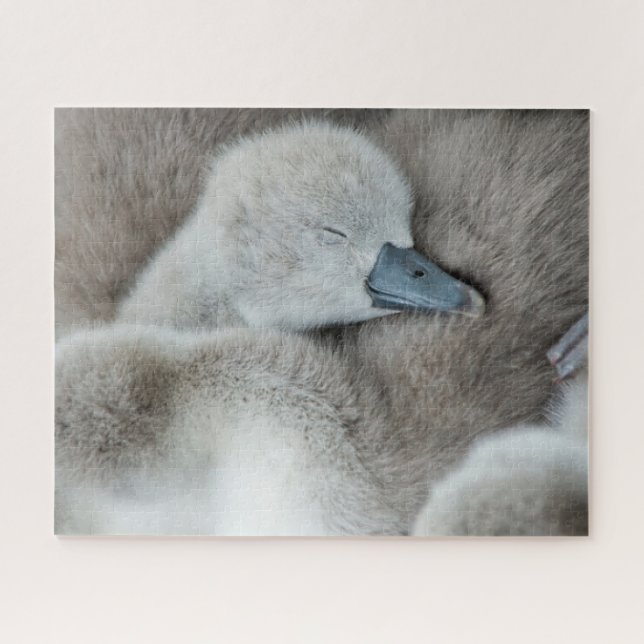 Puzzle Animales de bebé más afectados | Baby Mute Swan (Horizontal)