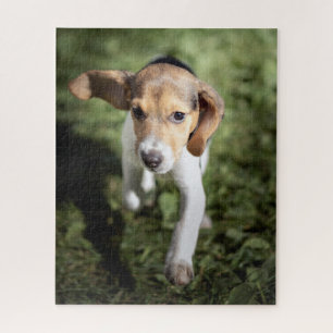 Puzzle Animales de bebé más afectados   Beagle Puppy