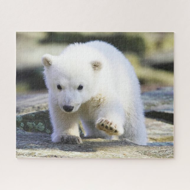 Puzzle Animales de bebé más afectados | Bebé Oso Polar (Horizontal)