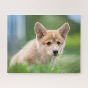 Puzzle Animales de bebé más afectados   Cachorro de Corgi