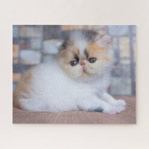 Puzzle Animales de bebé más afectados Calico Persian Ki