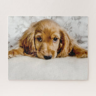 Puzzle Animales de bebé más afectados   Cocker Spaniel Pu