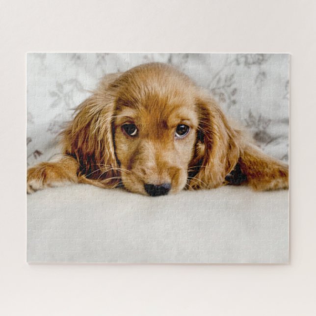 Puzzle Animales de bebé más afectados | Cocker Spaniel Pu (Horizontal)