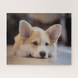 Puzzle Animales de bebé más afectados   Corgi Puppy solit