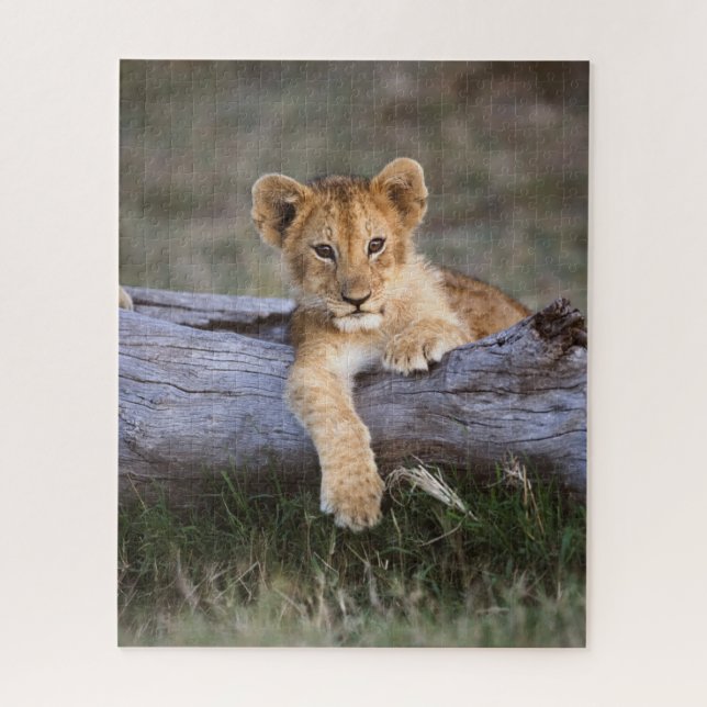 Puzzle Animales de bebé más afectados | Cubo de león cort (Vertical)