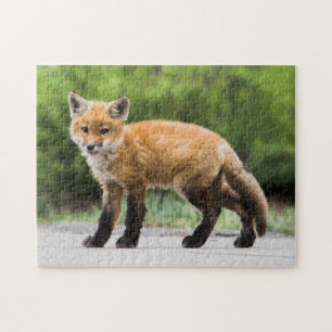 Puzzle Animales de bebé más afectados Cutey Fox