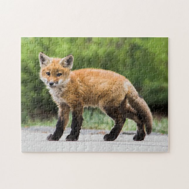 Puzzle Animales de bebé más afectados | Cutey Fox (Horizontal)